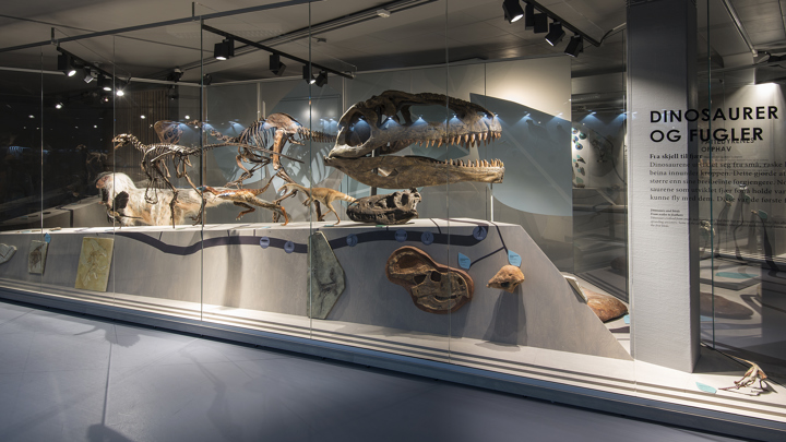 Livets Tre Dsc 9161 Foto Naturhistorisk Museum v Karsten Sund